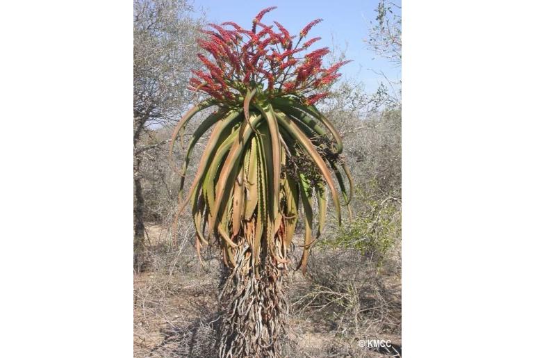 Aloe vaotsanda -10407