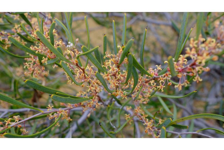 Hakea candolleana -10411