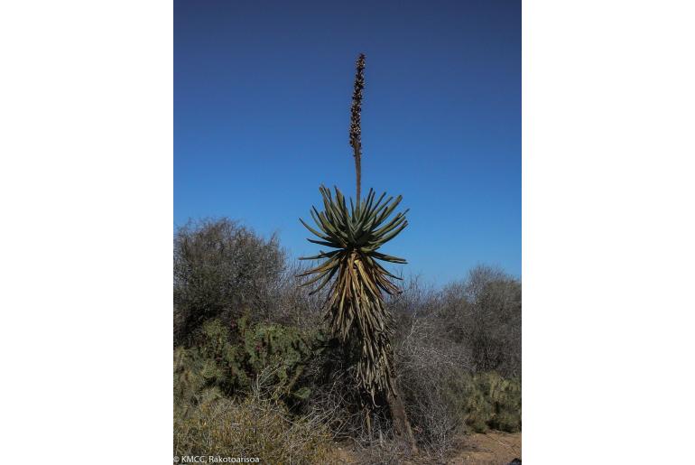 Aloestrela suzannae -10412