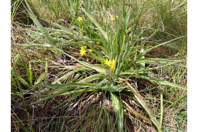 Wortelstengel hypoxis