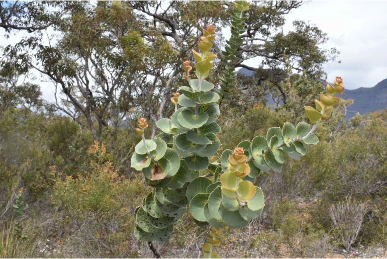 Hakea cucullata -10413