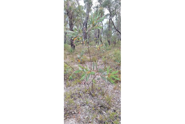 Hakea cyclocarpa -10415
