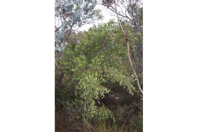 Hakea met bladeren met kleine doornen