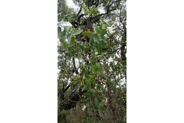 Roest hakea Roest hakea