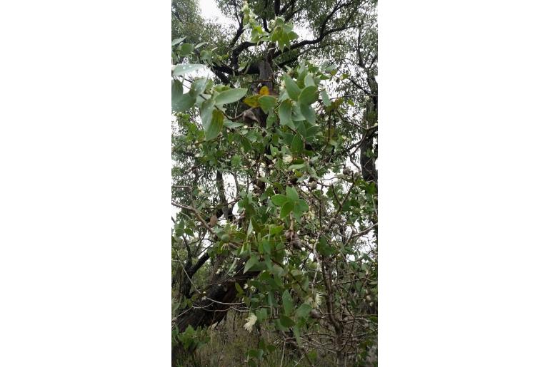 Hakea ferruginea -10422
