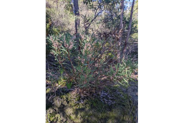 Marmeren Hakea Marmeren Hakea