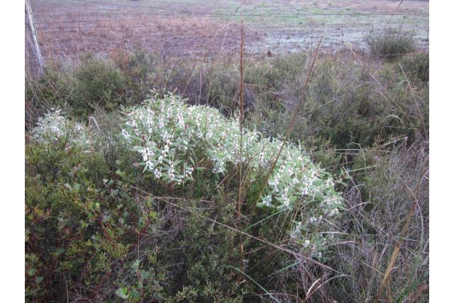Gekarteld bladije Hakea Gekarteld bladije Hakea