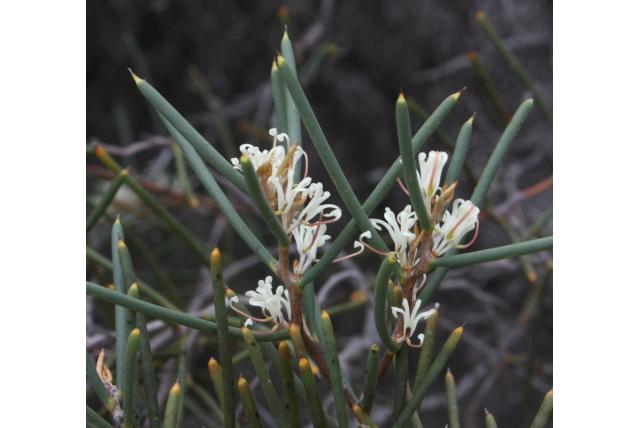 Schuin bladije Hakea met klein bloem