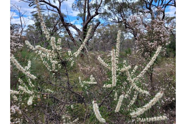 Terug groeiende hakea Terug groeiende hakea