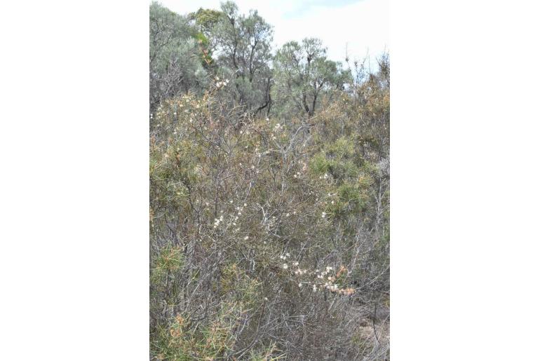 Hakea sulcata 10440