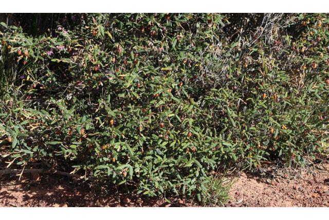 Darwinia-achtige siegfriedia