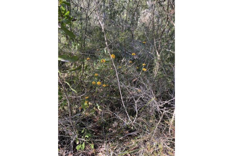 Pultenaea rosmarinifolia 10464
