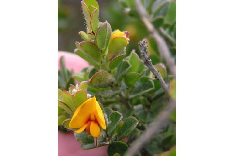 Euchilus obcordatus&nbsp;10467