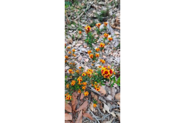 Pultenaea met korte kiel