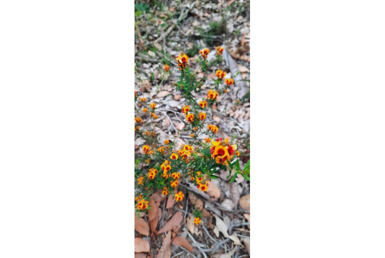Pultenaea brachytropis 10473