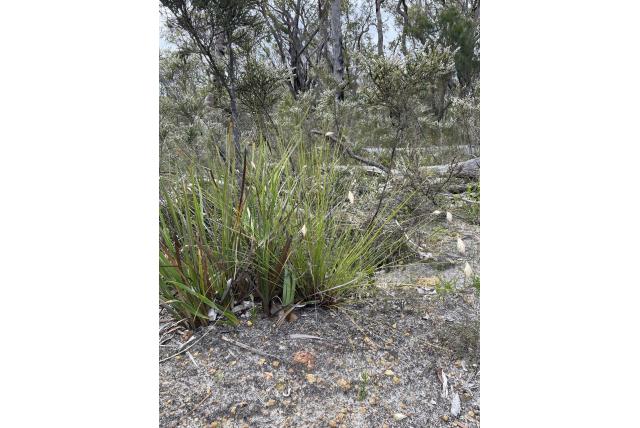 Hoplijkende johnsonia Hoplijkende johnsonia