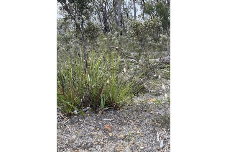 Johnsonia lupulina&nbsp;10486