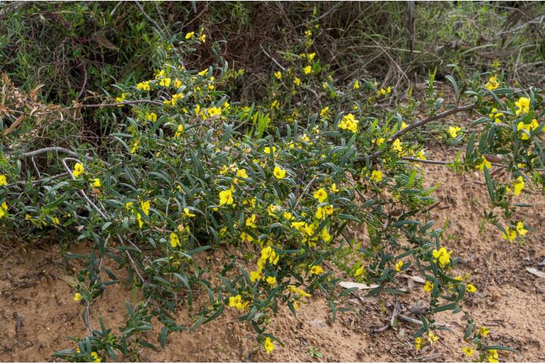 Labichea lanceolata ssp brevifolia -10492