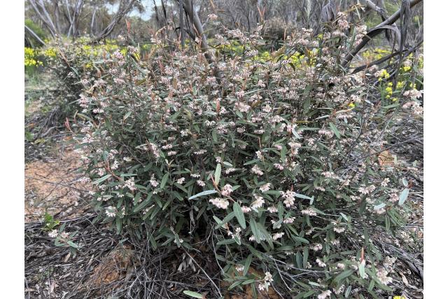 Behr's lasiopetalum