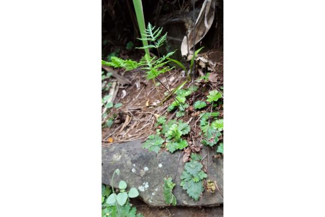 Harige doryopteris
