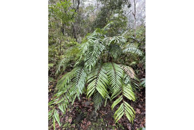 Banksia-bladige osmunda