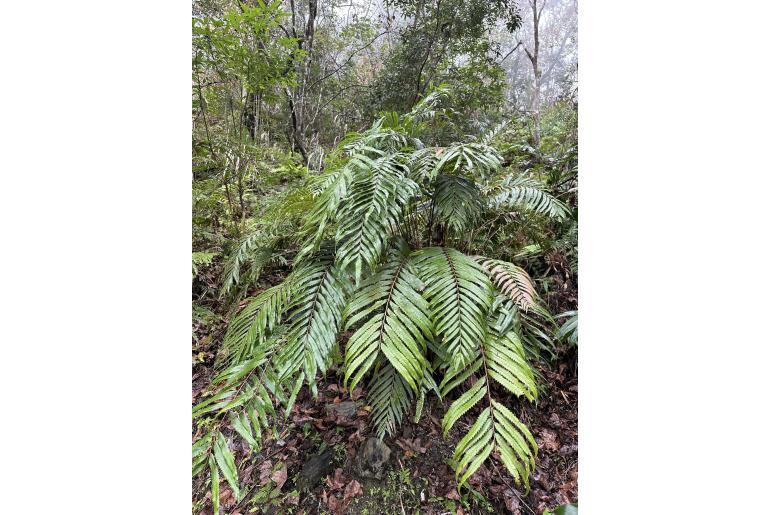 Osmunda banksiifolia&nbsp;10513