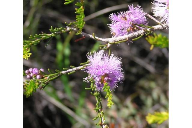 Gladde Melaleuca