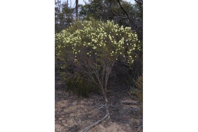 Gebogen blad melaleuca