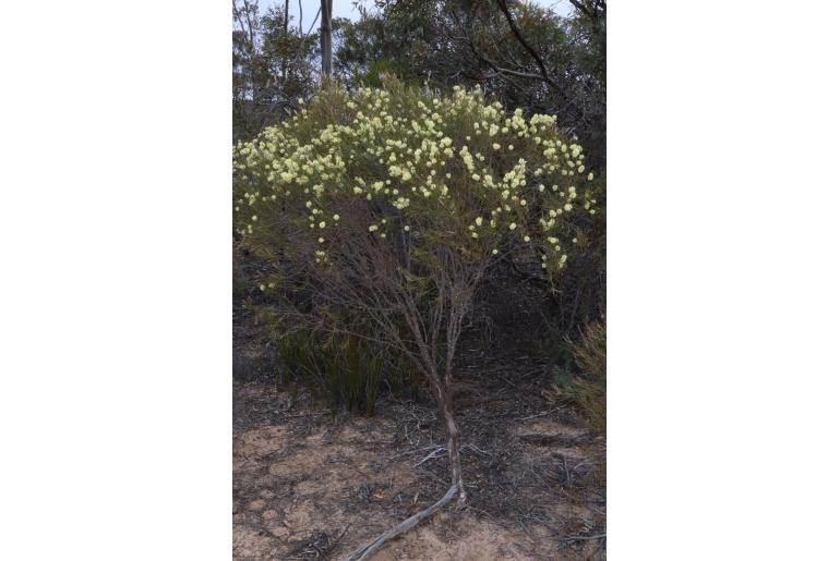 Melaleuca hamata -10554