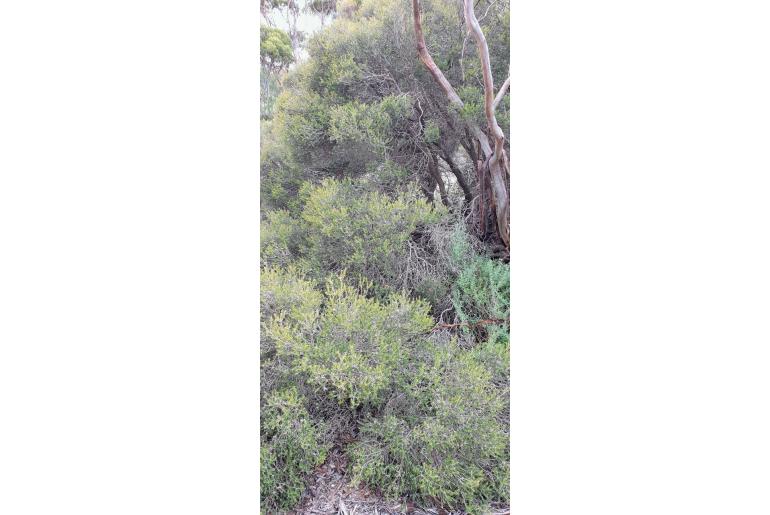 Melaleuca pauperiflora -10564