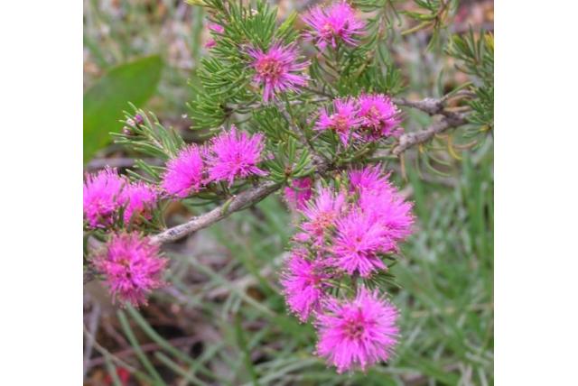 Melaleuca met vijfzijdige vruchten