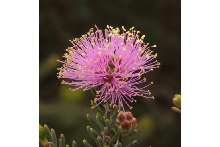 Melaleuca villosisepala -10568