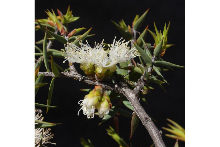 Melaleuca undulata -10571