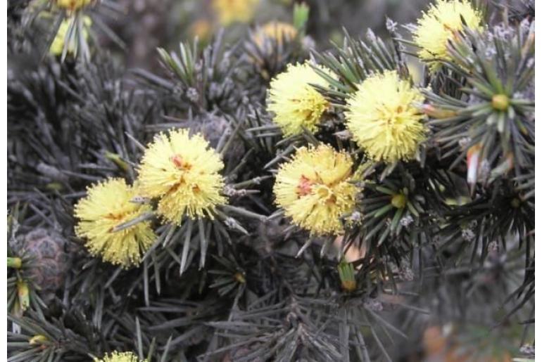 Melaleuca pungens -10572