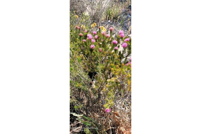 Melaleuca met harig blad