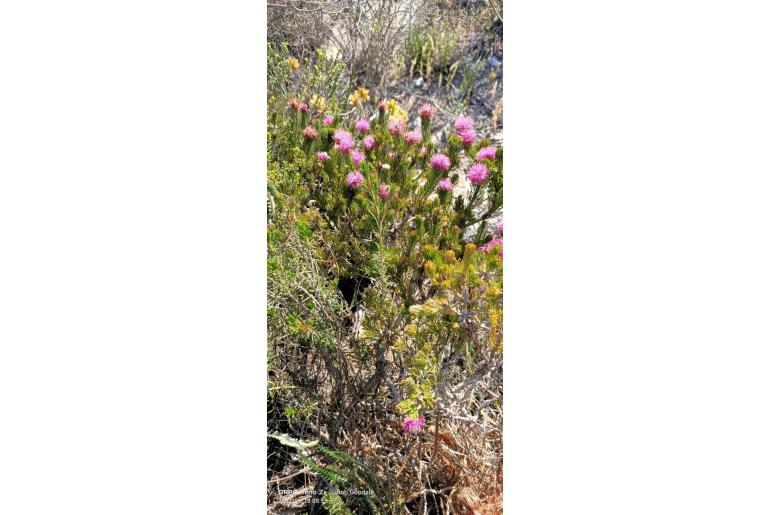Melaleuca trichophylla -10573
