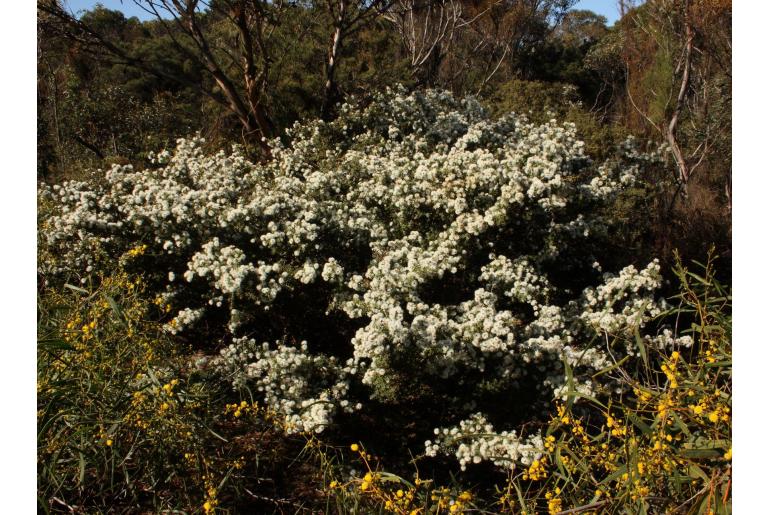 Melaleuca torquata -10574