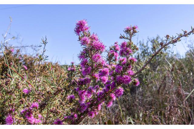 Ruwe melaleuca