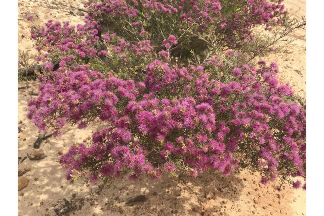 Bijna driehoekige melaleuca