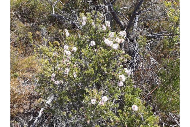 Gestreepte melaleuca