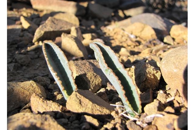 Verdund albuca