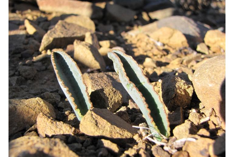 Albuca dilucula -10582
