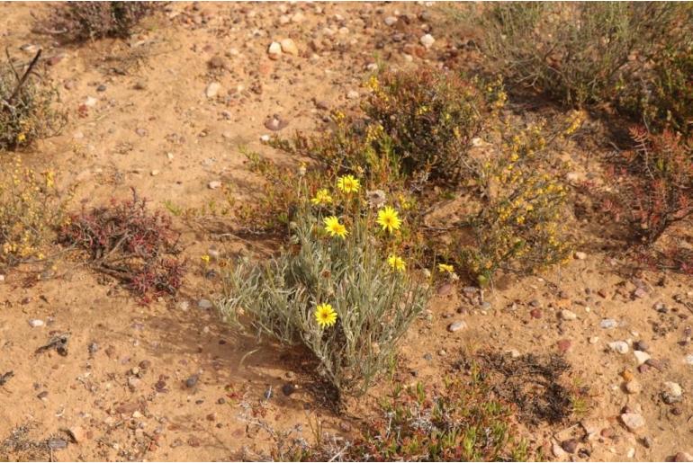 Arctotis lanceolata -10588