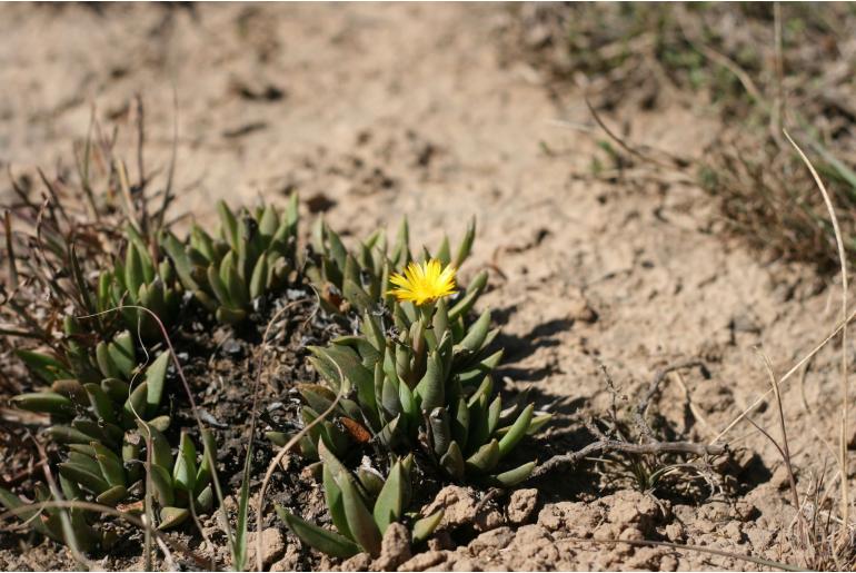 Bergeranthus addoensis&nbsp;10592