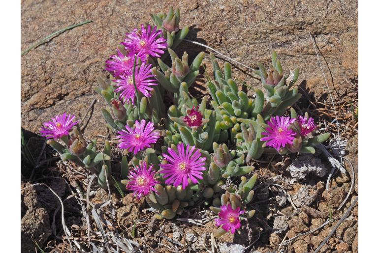Delosperma lootsbergense&nbsp;10593