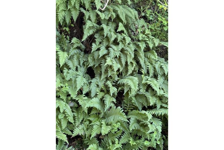 Polypodium calirhiza&nbsp;10599
