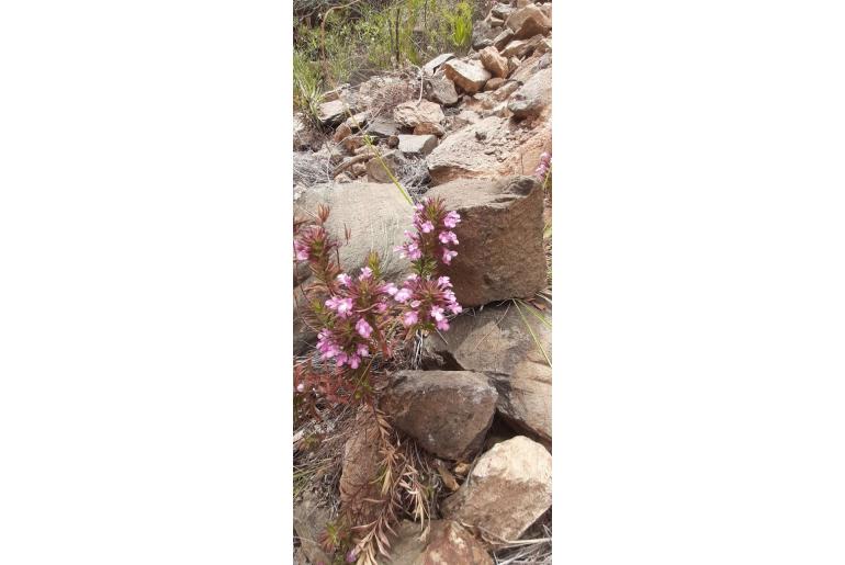 Micromeria helianthemifolia -10600