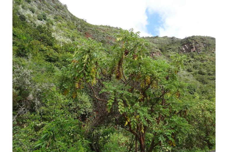 Bencomia caudata -10603