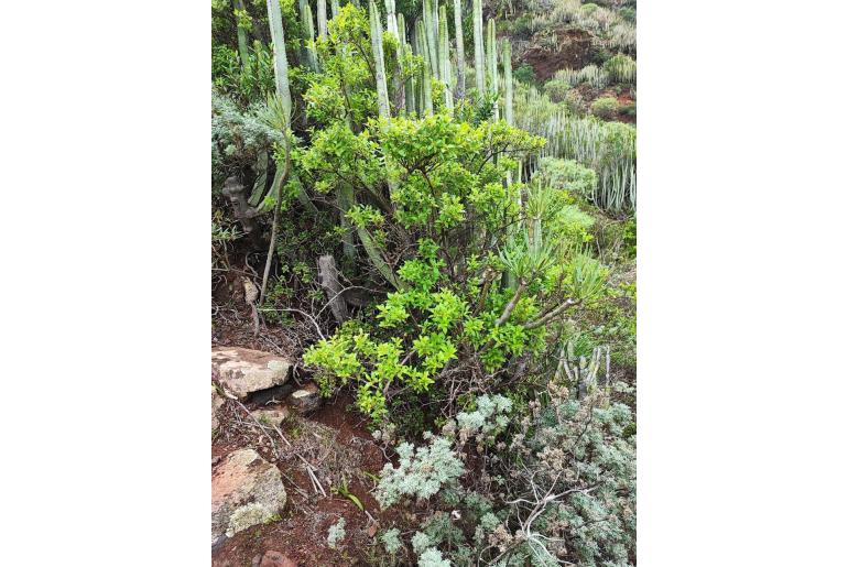 Rubia fruticosa -10614