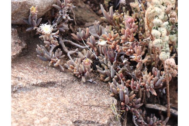 Lückhoff's ijsbloem